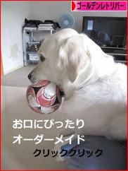 にほんブログ村 犬ブログ ゴールデンレトリバーへ