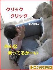 にほんブログ村 犬ブログ ゴールデンレトリバーへ