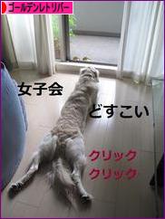 にほんブログ村 犬ブログ ゴールデンレトリバーへ