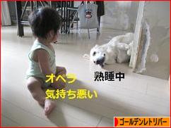 にほんブログ村 犬ブログ ゴールデンレトリバーへ