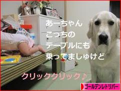 にほんブログ村 犬ブログ ゴールデンレトリバーへ
