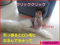 にほんブログ村 犬ブログ ゴールデンレトリバーへ