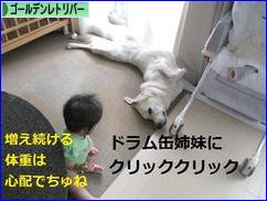 にほんブログ村 犬ブログ ゴールデンレトリバーへ