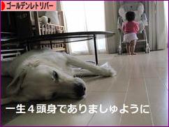 にほんブログ村 犬ブログ ゴールデンレトリバーへ