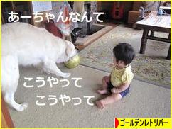 にほんブログ村 犬ブログ ゴールデンレトリバーへ