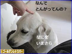 にほんブログ村 犬ブログ ゴールデンレトリバーへ