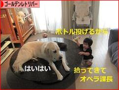 にほんブログ村 犬ブログ ゴールデンレトリバーへ