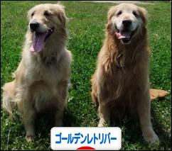 にほんブログ村 犬ブログ ゴールデンレトリバーへ