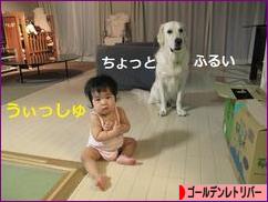 にほんブログ村 犬ブログ ゴールデンレトリバーへ