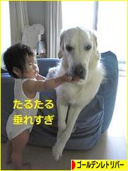 にほんブログ村 犬ブログ ゴールデンレトリバーへ