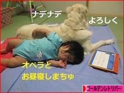 にほんブログ村 犬ブログ ゴールデンレトリバーへ