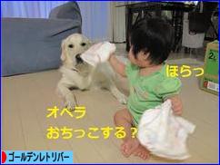 にほんブログ村 犬ブログ ゴールデンレトリバーへ