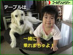 にほんブログ村 犬ブログ ゴールデンレトリバーへ