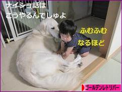 にほんブログ村 犬ブログ ゴールデンレトリバーへ