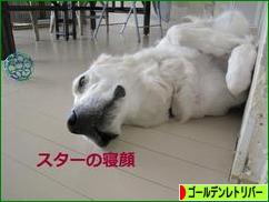にほんブログ村 犬ブログ ゴールデンレトリバーへ