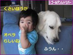にほんブログ村 犬ブログ ゴールデンレトリバーへ