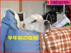 にほんブログ村 犬ブログ ゴールデンレトリバーへ