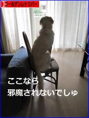 にほんブログ村 犬ブログ ゴールデンレトリバーへ