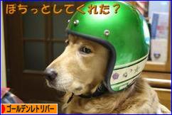 にほんブログ村 犬ブログ ゴールデンレトリバーへ