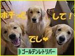 にほんブログ村 犬ブログ ゴールデンレトリバーへ
