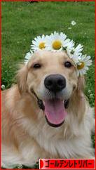 にほんブログ村 犬ブログ ゴールデンレトリバーへ