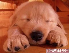 にほんブログ村 犬ブログ ゴールデンレトリバーへ