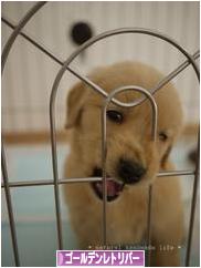 にほんブログ村 犬ブログ ゴールデンレトリバーへ