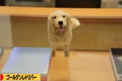 にほんブログ村 犬ブログ ゴールデンレトリバーへ
