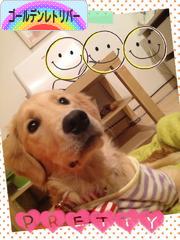 にほんブログ村 犬ブログ ゴールデンレトリバーへ