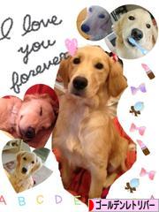 にほんブログ村 犬ブログ ゴールデンレトリバーへ