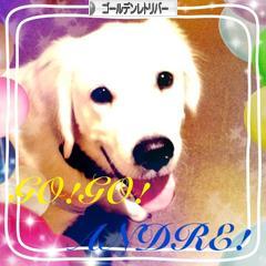 にほんブログ村 犬ブログ ゴールデンレトリバーへ