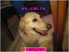 にほんブログ村 犬ブログ ゴールデンレトリバーへ
