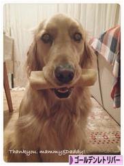 にほんブログ村 犬ブログ ゴールデンレトリバーへ
