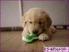 にほんブログ村 犬ブログ ゴールデンレトリバーへ