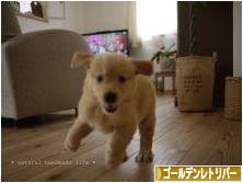 にほんブログ村 犬ブログ ゴールデンレトリバーへ