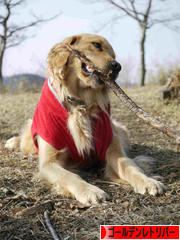 にほんブログ村 犬ブログ ゴールデンレトリバーへ
