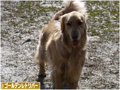にほんブログ村 犬ブログ ゴールデンレトリバーへ