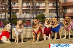 にほんブログ村 犬ブログ ゴールデンレトリバーへ