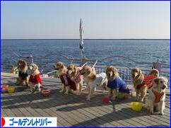 にほんブログ村 犬ブログ ゴールデンレトリバーへ