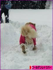 にほんブログ村 犬ブログ ゴールデンレトリバーへ