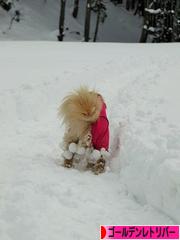 にほんブログ村 犬ブログ ゴールデンレトリバーへ