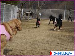にほんブログ村 犬ブログ ゴールデンレトリバーへ