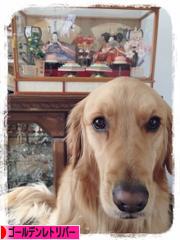 にほんブログ村 犬ブログ ゴールデンレトリバーへ