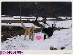 にほんブログ村 犬ブログ ゴールデンレトリバーへ