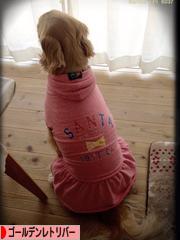 にほんブログ村 犬ブログ ゴールデンレトリバーへ