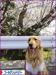 にほんブログ村 犬ブログ ゴールデンレトリバーへ