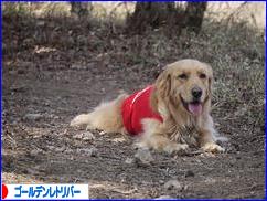 にほんブログ村 犬ブログ ゴールデンレトリバーへ
