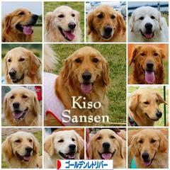 にほんブログ村 犬ブログ ゴールデンレトリバーへ