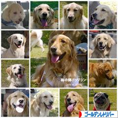にほんブログ村 犬ブログ ゴールデンレトリバーへ