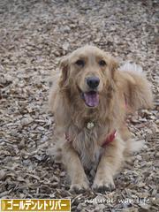 にほんブログ村 犬ブログ ゴールデンレトリバーへ